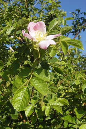 Rosa rubiginosa \ Wein-Rose / Sweet Briar, D Rheinhessen, Jugenheim 24.5.2012