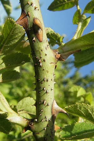 Rosa rubiginosa \ Wein-Rose / Sweet Briar, D Rheinhessen, Jugenheim 24.5.2012