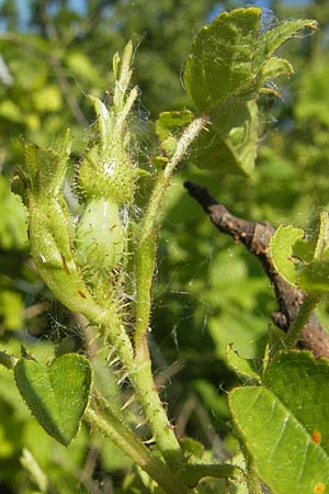 Rosa rubiginosa \ Wein-Rose / Sweet Briar, D Rheinhessen, Jugenheim 24.5.2012