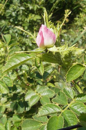 Rosa rubiginosa \ Wein-Rose / Sweet Briar, D Pfalz, Landau 26.5.2012