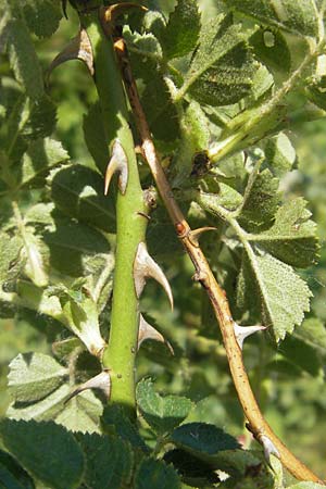 Rosa rubiginosa \ Wein-Rose / Sweet Briar, D Pfalz, Landau 26.5.2012