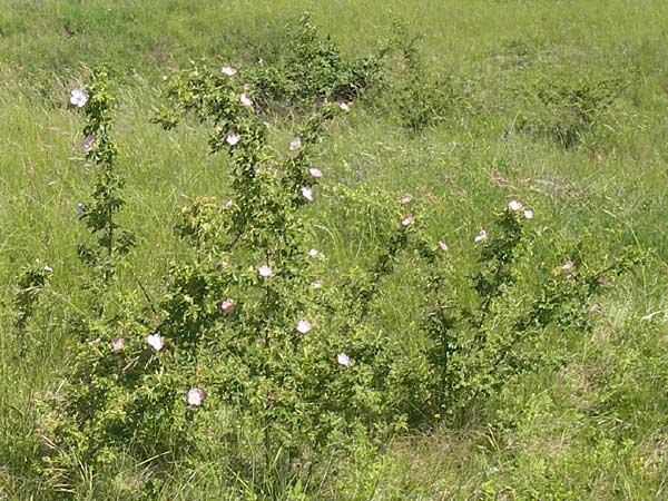 Rosa rubiginosa \ Wein-Rose / Sweet Briar, D Pfalz, Landau 26.5.2012