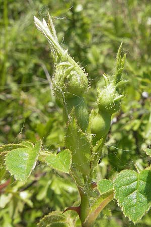 Rosa rubiginosa \ Wein-Rose / Sweet Briar, D Pfalz, Landau 26.5.2012