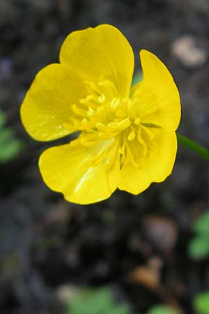Ranunculus repens, Kriechender Hahnenfuß Ranunculus repens, Kriechender Hahnenfuß