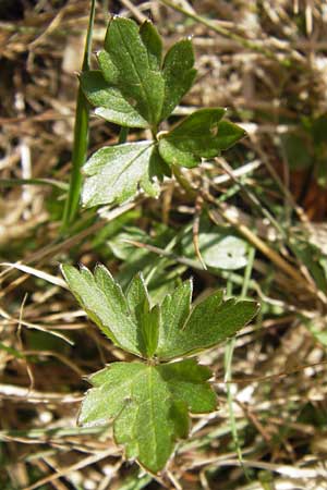 Ranunculus repens \ Kriechender Hahnenfu / Creeping Buttercup, D Pfalz, Speyer 15.4.2013