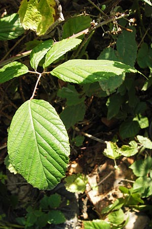 Rubus rudis \ Raue Brombeere / Rough Bramble, D Odenwald, Juhöhe 28.8.2013