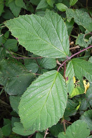 Rubus rudis \ Raue Brombeere / Rough Bramble, D Odenwald, Juhöhe 28.8.2013