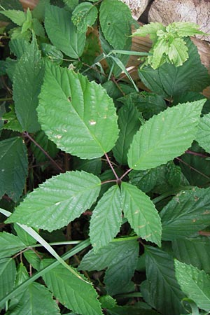 Rubus rudis \ Raue Brombeere / Rough Bramble, D Odenwald, Juhöhe 28.8.2013