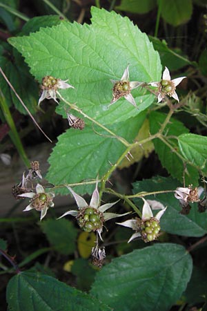 Rubus rudis \ Raue Brombeere / Rough Bramble, D Odenwald, Juhöhe 28.8.2013
