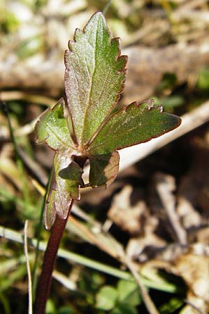 Ranunculus rhombilobus \ Rhombusblttriger Gold-Hahnenfu / Rhomb-Leaved Goldilocks, D Bayrischer Wald, Eppenschlag 30.3.2014