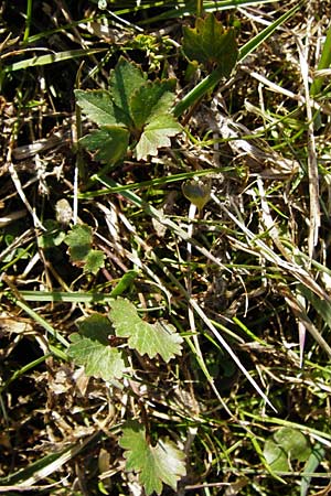 Ranunculus rhombilobus \ Rhombusblttriger Gold-Hahnenfu / Rhomb-Leaved Goldilocks, D Bayrischer Wald, Eppenschlag 30.3.2014