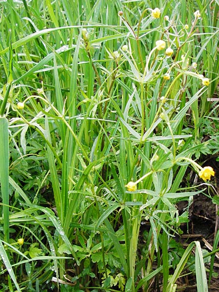 Ranunculus rhombilobus \ Rhombusblttriger Gold-Hahnenfu / Rhomb-Leaved Goldilocks, D Bayrischer Wald, Eppenschlag 3.5.2014