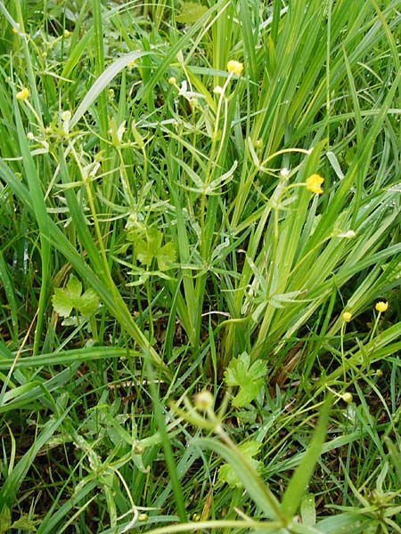 Ranunculus rhombilobus \ Rhombusblttriger Gold-Hahnenfu / Rhomb-Leaved Goldilocks, D Bayrischer Wald, Eppenschlag 3.5.2014