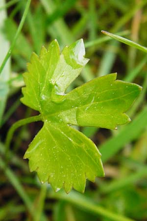 Ranunculus rhombilobus \ Rhombusblttriger Gold-Hahnenfu / Rhomb-Leaved Goldilocks, D Bayrischer Wald, Eppenschlag 3.5.2014