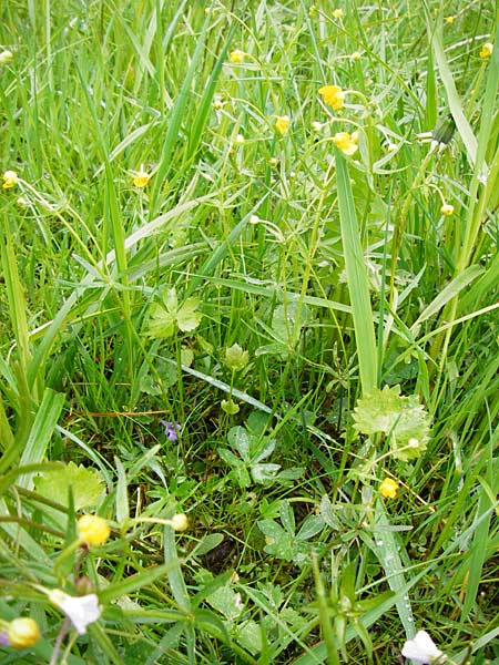 Ranunculus rhombilobus \ Rhombusblttriger Gold-Hahnenfu / Rhomb-Leaved Goldilocks, D Bayrischer Wald, Eppenschlag 3.5.2014