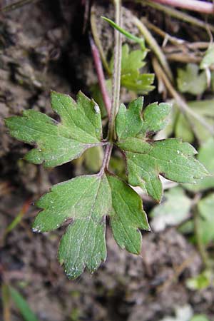 Ranunculus repens \ Kriechender Hahnenfu / Creeping Buttercup, D Oppenheim 23.8.2014