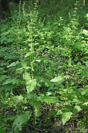 Rumex sanguineus \ Hain-Ampfer / Wood Dock, D Ketsch 6.6.2006