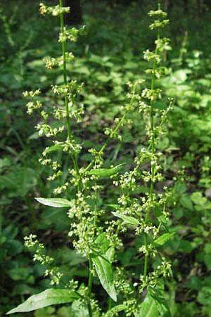 Rumex sanguineus \ Hain-Ampfer / Wood Dock, D Ketsch 6.6.2006