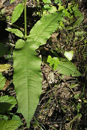 Rumex sanguineus \ Hain-Ampfer / Wood Dock, D Ketsch 6.6.2006