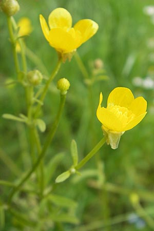 Ranunculus sardous \ Sardischer Hahnenfu, Rauher Hahnenfu / Hairy Buttercup, D Dieburg 12.6.2010