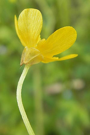 Ranunculus sardous \ Sardischer Hahnenfu, Rauher Hahnenfu / Hairy Buttercup, D Dieburg 12.6.2010