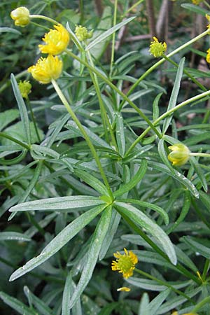 Ranunculus stellaris \ Stern-Gold-Hahnenfu / Star Goldilocks, D Schliengen 13.4.2011