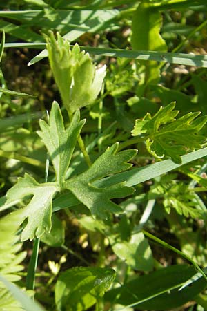 Ranunculus suevicus \ Schw&auml;bischer Gold-Hahnenfu� / Suebian Goldilocks, D Kirchberg an der Jagst 16.4.2011