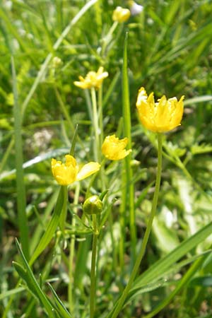Ranunculus suevicus \ Schw&auml;bischer Gold-Hahnenfu� / Suebian Goldilocks, D Kirchberg an der Jagst 16.4.2011