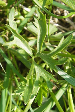 Ranunculus suevicus \ Schw&auml;bischer Gold-Hahnenfu� / Suebian Goldilocks, D Kirchberg an der Jagst 16.4.2011