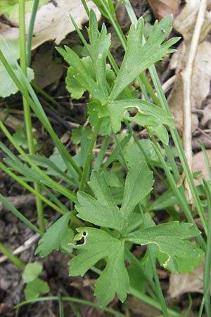 Ranunculus suevicus \ Schw&auml;bischer Gold-Hahnenfu� / Suebian Goldilocks, D Kirchberg an der Jagst 16.4.2011