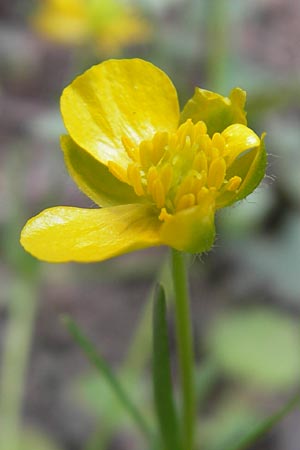 Ranunculus suevicus \ Schw&auml;bischer Gold-Hahnenfu� / Suebian Goldilocks, D Kirchberg an der Jagst 16.4.2011