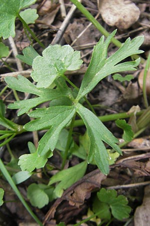 Ranunculus suevicus \ Schw&auml;bischer Gold-Hahnenfu� / Suebian Goldilocks, D Kirchberg an der Jagst 16.4.2011