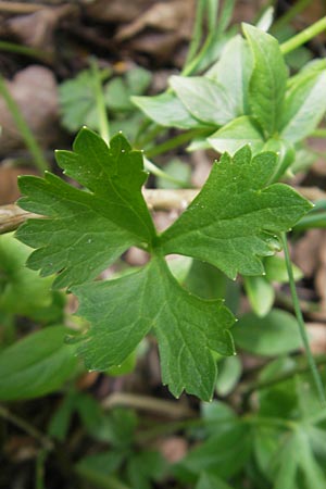 Ranunculus suevicus \ Schw&auml;bischer Gold-Hahnenfu� / Suebian Goldilocks, D Kirchberg an der Jagst 16.4.2011
