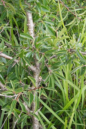 Rhamnus saxatilis \ Felsen-Kreuzdorn / Rock Buckthorn, D Eching 30.7.2011