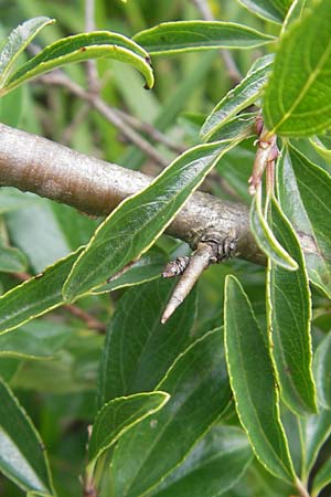 Rhamnus saxatilis \ Felsen-Kreuzdorn / Rock Buckthorn, D Eching 30.7.2011