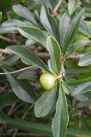Rhamnus saxatilis \ Felsen-Kreuzdorn / Rock Buckthorn, D Eching 30.7.2011