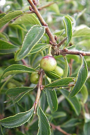 Rhamnus saxatilis \ Felsen-Kreuzdorn / Rock Buckthorn, D Eching 30.7.2011
