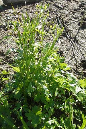 Ranunculus sceleratus \ Gift-Hahnenfu / Celery-Leaved Buttercup, D Waghäusel 1.10.2011