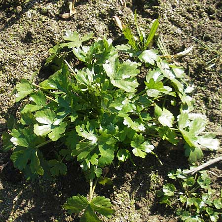 Ranunculus sceleratus \ Gift-Hahnenfu / Celery-Leaved Buttercup, D Waghäusel 1.10.2011