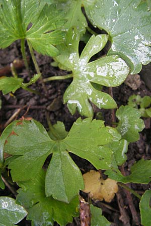 Ranunculus suevicus \ Schw&auml;bischer Gold-Hahnenfu� / Suebian Goldilocks, D Murrhardt 22.4.2012