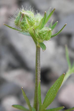 Ranunculus sardous \ Sardischer Hahnenfu, Rauher Hahnenfu / Hairy Buttercup, D Mannheim 5.6.2013