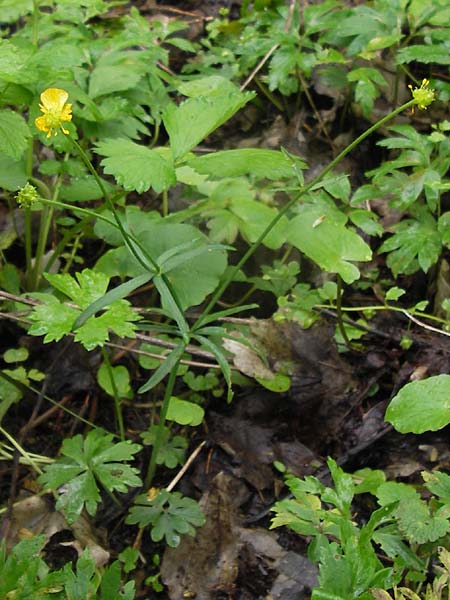 Ranunculus stricticaulis s.l. \ Aufrechter Gold-Hahnenfu� / Upright Goldilocks, D Gerolzhofen-Sulzheim 5.5.2013