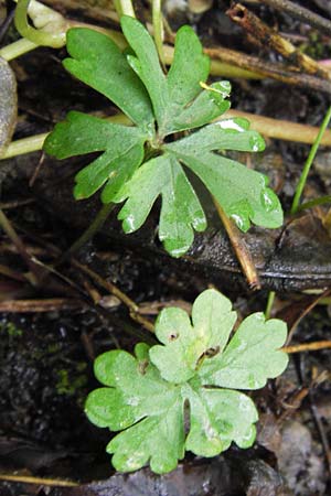 Ranunculus stricticaulis s.l. \ Aufrechter Gold-Hahnenfu� / Upright Goldilocks, D Gerolzhofen-Sulzheim 5.5.2013