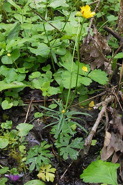 Ranunculus stricticaulis s.l. \ Aufrechter Gold-Hahnenfu� / Upright Goldilocks, D Gerolzhofen-Sulzheim 5.5.2013