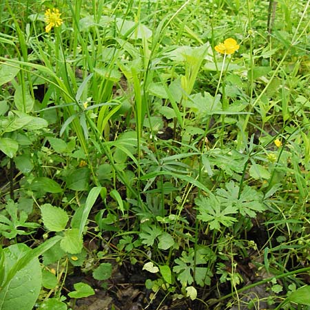Ranunculus stricticaulis s.l. \ Aufrechter Gold-Hahnenfu� / Upright Goldilocks, D Gerolzhofen-Sulzheim 5.5.2013