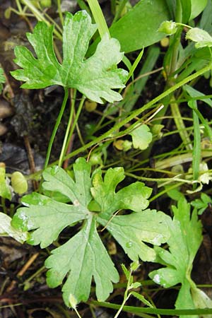 Ranunculus stricticaulis s.l. \ Aufrechter Gold-Hahnenfu� / Upright Goldilocks, D Gerolzhofen-Sulzheim 5.5.2013