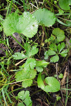Ranunculus stricticaulis s.l. \ Aufrechter Gold-Hahnenfu� / Upright Goldilocks, D Gerolzhofen-Sulzheim 5.5.2013