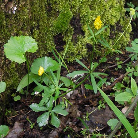 Ranunculus stricticaulis s.l. \ Aufrechter Gold-Hahnenfu� / Upright Goldilocks, D Gerolzhofen-Sulzheim 5.5.2013