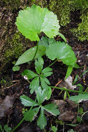 Ranunculus stricticaulis s.l. \ Aufrechter Gold-Hahnenfu� / Upright Goldilocks, D Gerolzhofen-Sulzheim 5.5.2013