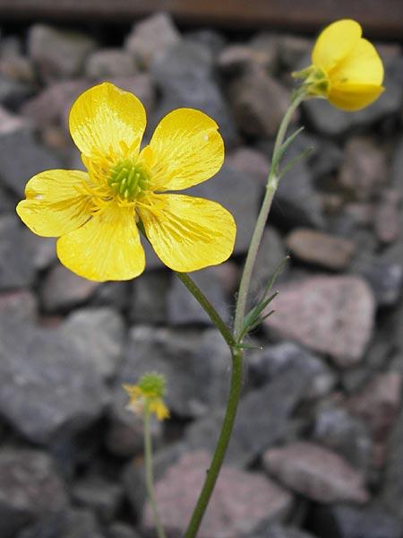 Ranunculus sardous \ Sardischer Hahnenfu, Rauher Hahnenfu / Hairy Buttercup, D Mannheim 5.6.2013